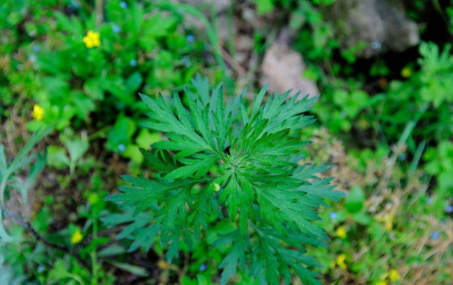 痛经最关键的是要调理湿寒症状.