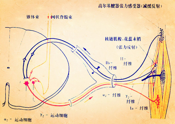 肌梭和梭内肌的关系图片