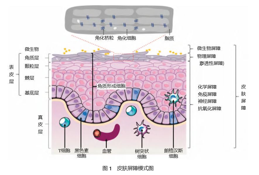 关于皮肤屏障