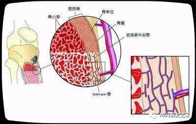 劳",并对辨证分型达成共识,在共同病机"毒瘀阻滞"基础上,分为脾肾两虚