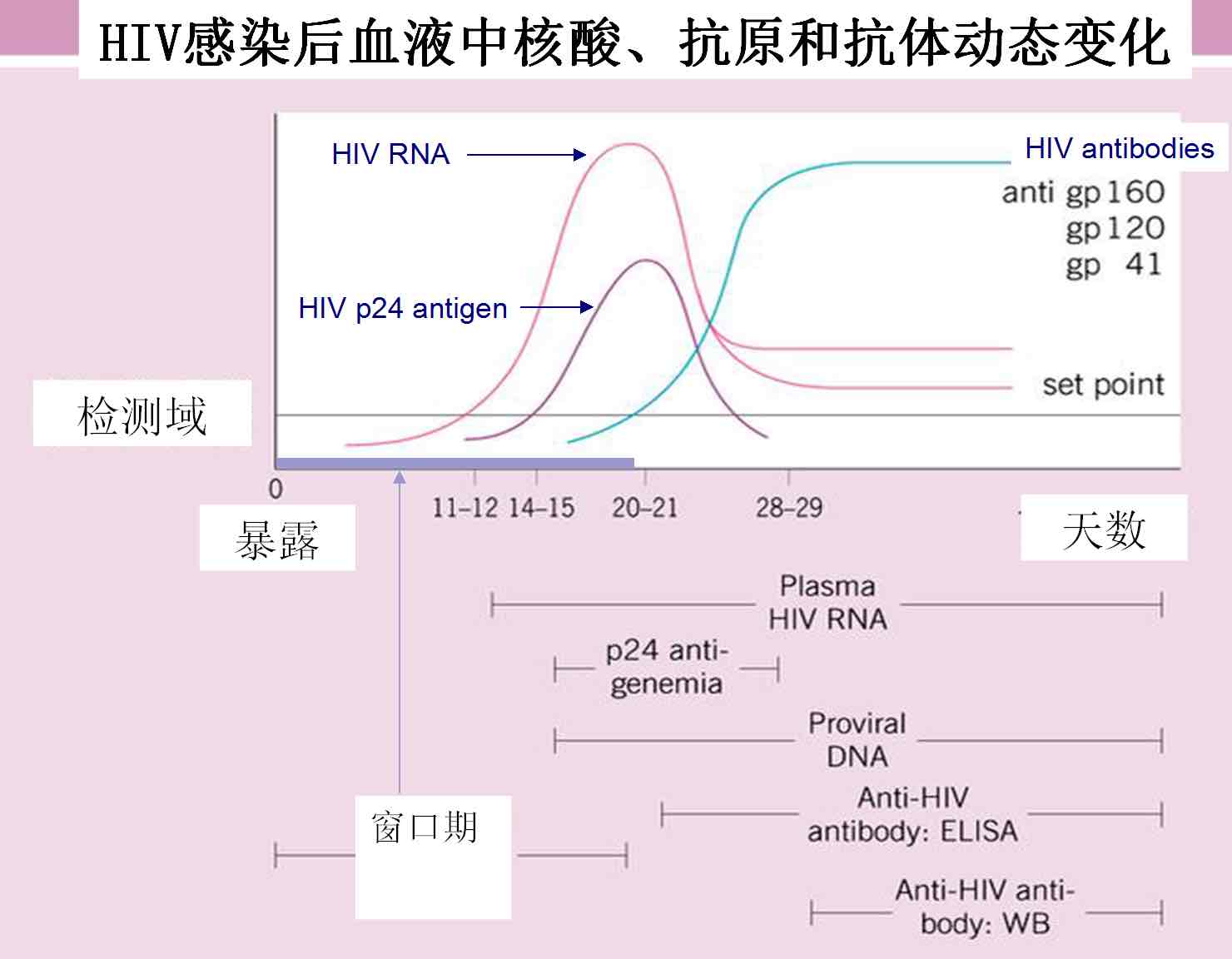 感染hiv后抗原抗体的动态变化