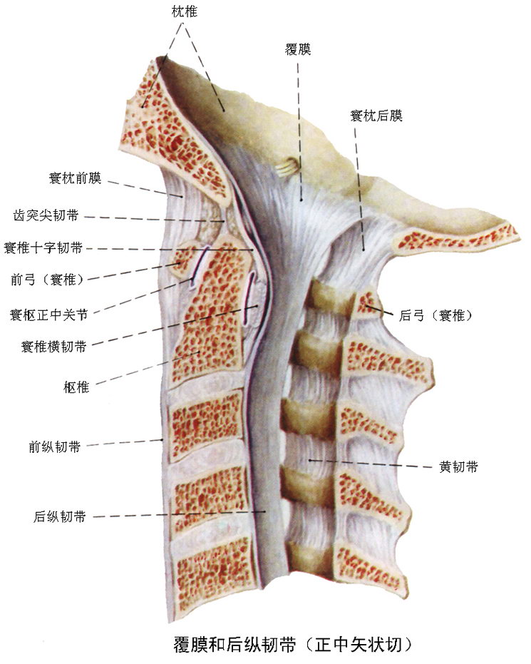脊柱的五条韧带图片