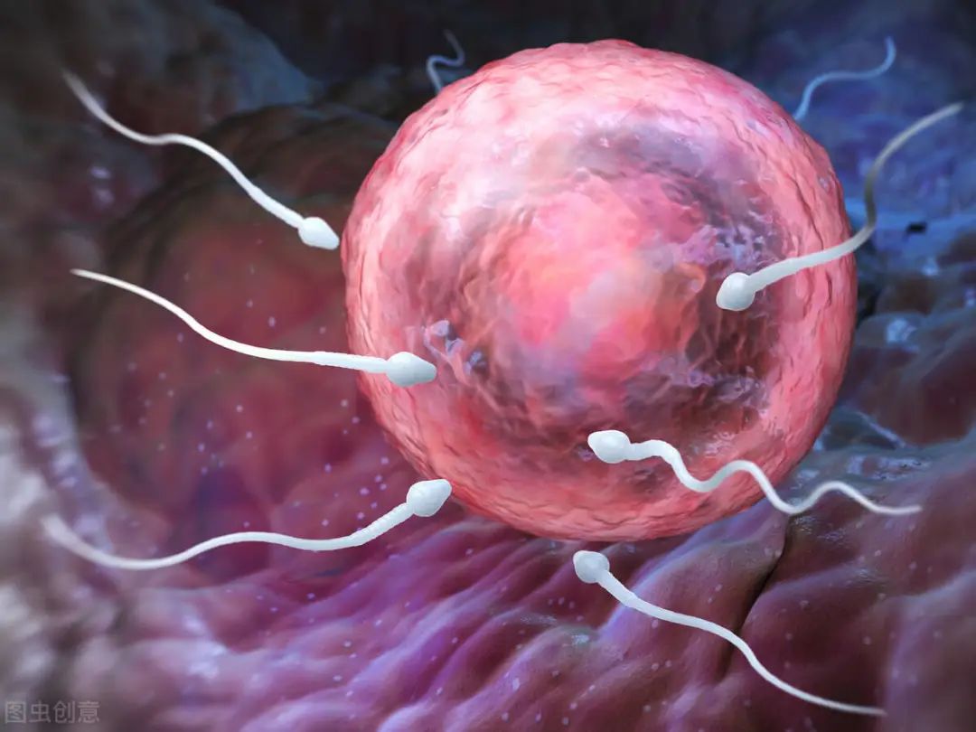 精子受精卵子着床胎儿胚胎形成视频素材,其它视频素材下载,高清1920X1080视频素材下载,凌点视频素材网,编号:92080