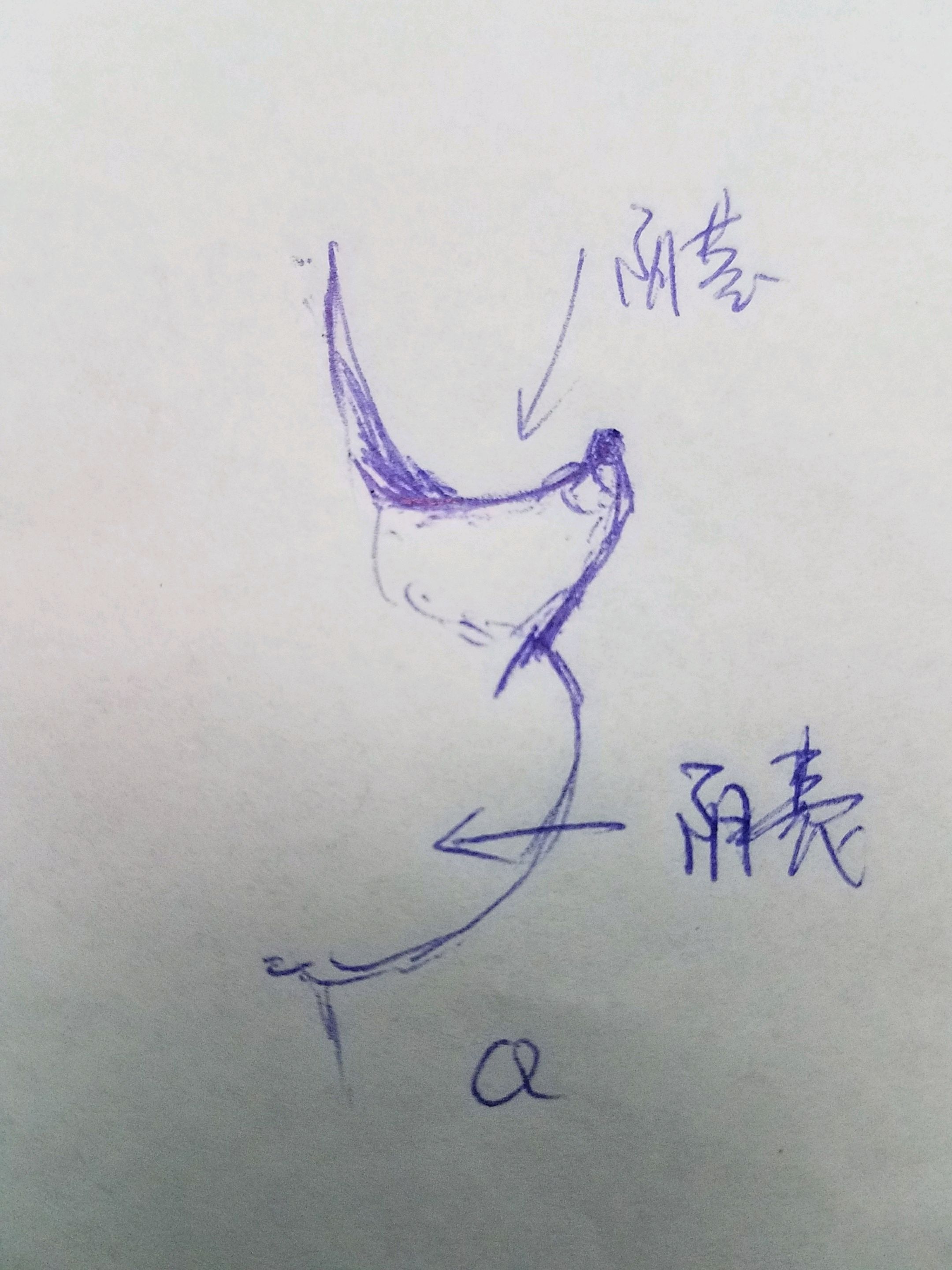 隐匿阴茎那些事儿