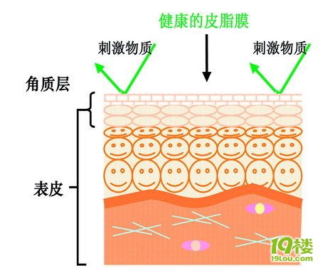 许多护肤品是模拟皮肤中的一些结构或成分如皮脂膜,天然保湿因子,细胞