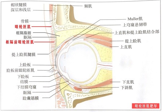 眼肌解剖图片