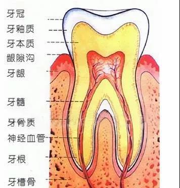 相反,如果牙釉质发育得不好,钙化程度不高,透明度就会变弱,牙本质