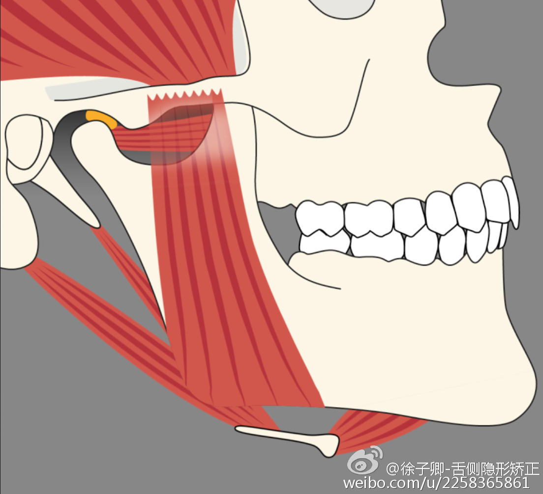 最常见的关节症状包括:关节弹响,张口受限,咀嚼肌疼痛等,症状轻的可能