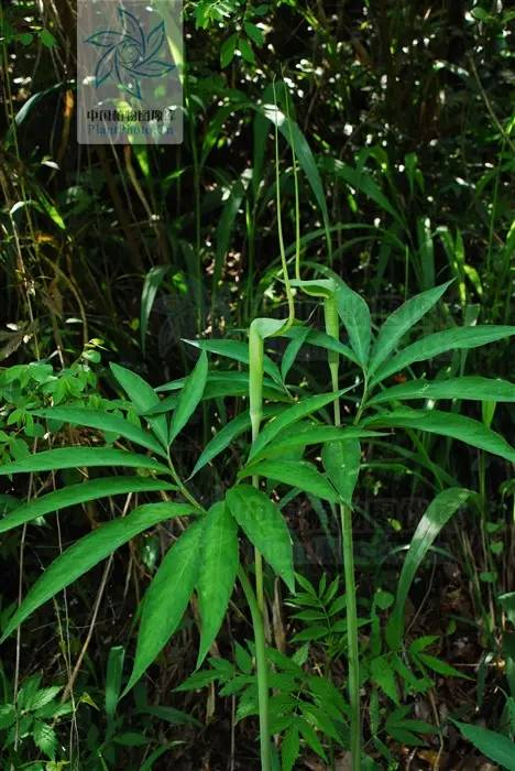 药用植物天南星炭疽病图片