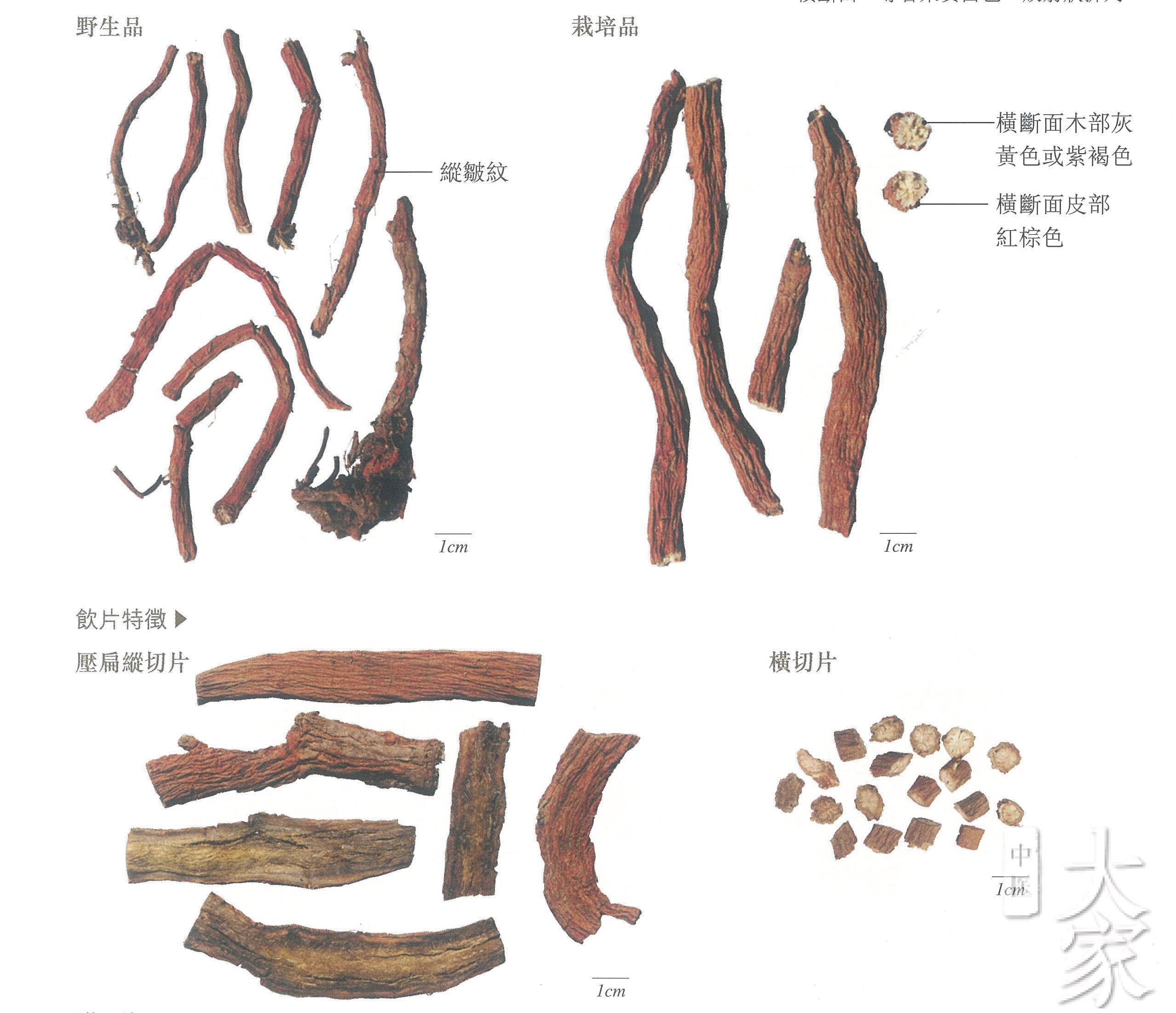 人参和党参的区别图片图片