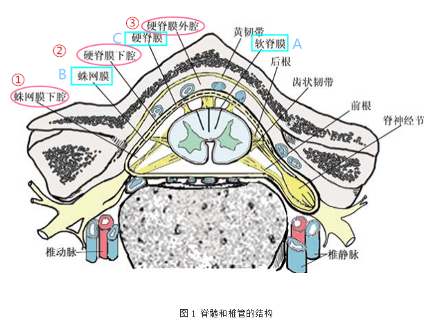 侧锥筋膜解剖位置图片