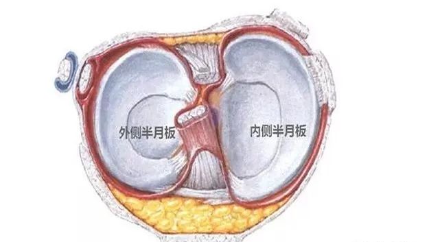 半月板分红区和白区,红区血供丰富,损伤的话是有长上的可能的,但是