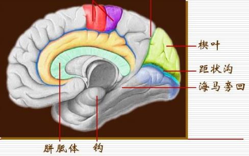 大腦頂葉,枕葉,顳葉,島葉,邊緣葉以及小腦的主要功能