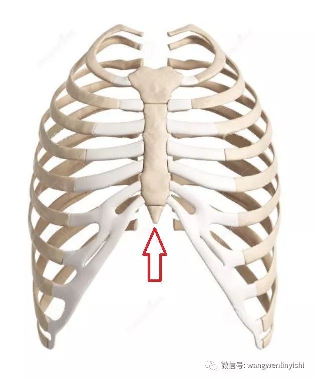 剑突近端与胸骨相连,远端游离,可以直接连于腹部肌肉,也可以与软组织