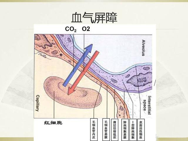 一个重要的概念叫做血气屏障,氧气进入血管,需要通过六七层关卡,正常