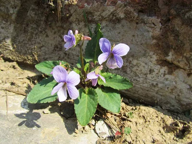 紫花地丁生长图片