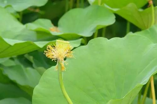 每天一味中草药莲须荷花的花蕊也可以单独入药
