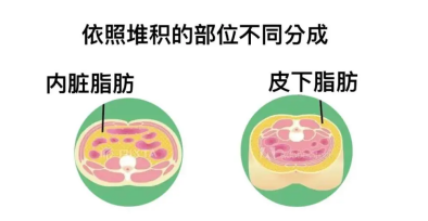 人体脂肪有哪些分类