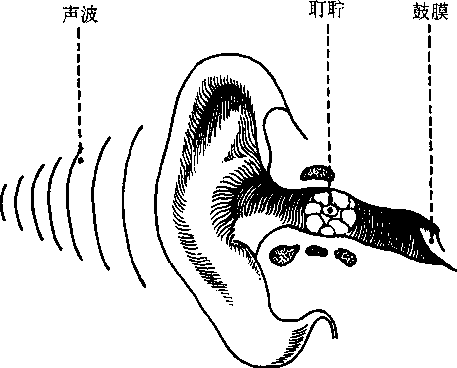 采耳简笔画图片