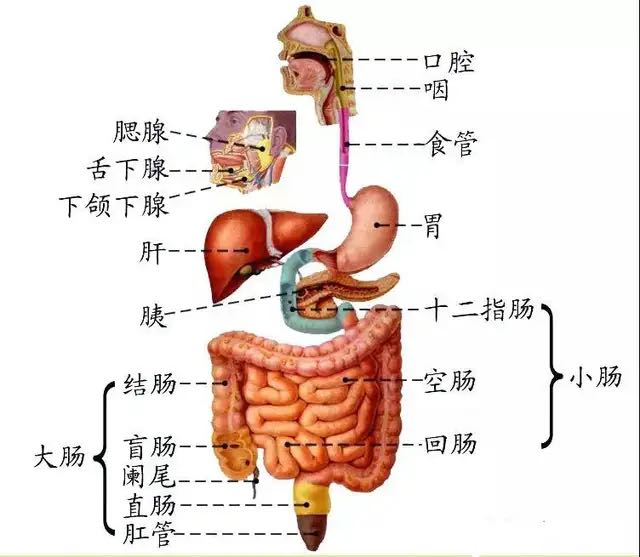 器官图对应图 内脏图片