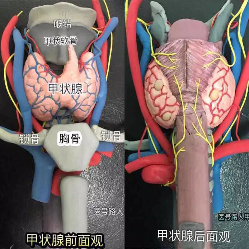 可以确定甲状腺结节的大小,数量,位置,质地(实性或囊性),形状,边界