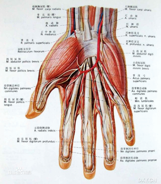 指屈肌腱解剖图图片
