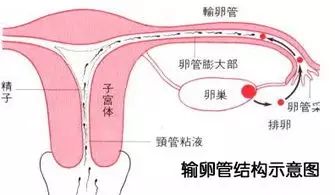 输卵管通畅就一定能怀孕吗 我们看看程医生怎么说 程亚辉主任医师 爱问医生