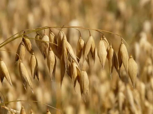 莜麦的生长过程的图片图片