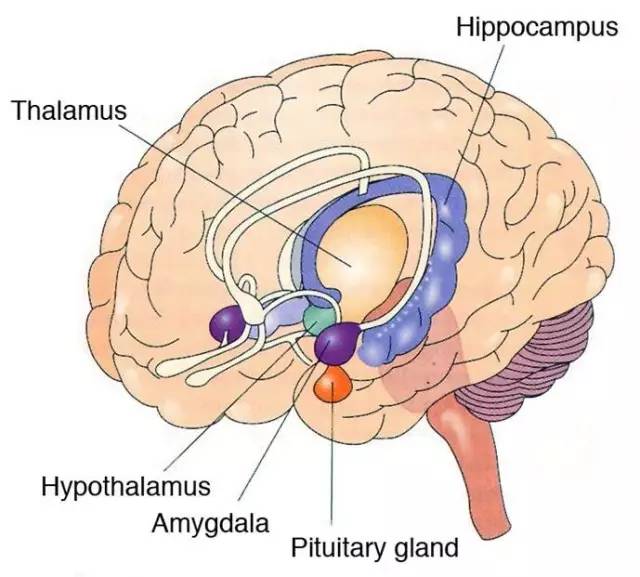 边缘系统(the limbic system)这个看起来像你大脑阴囊的东西是你的
