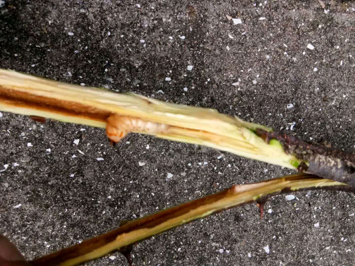 豆科植物,湖南江西浙江等地常見,識別特證:有刺藤本,又稱鳥不踏刺