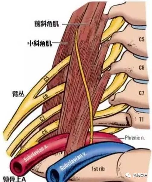 而臂丛神经,腋动静脉刚好在锁骨下穿行,所以当我们长时间伏案工作