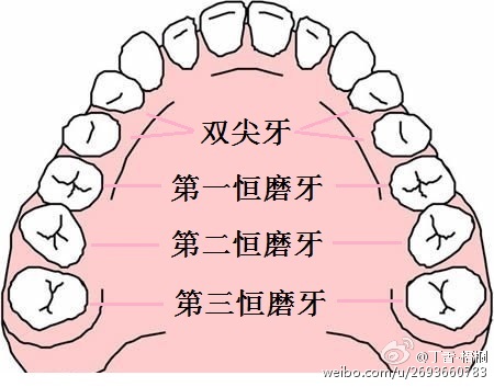 门牙尖牙磨牙的区分图图片
