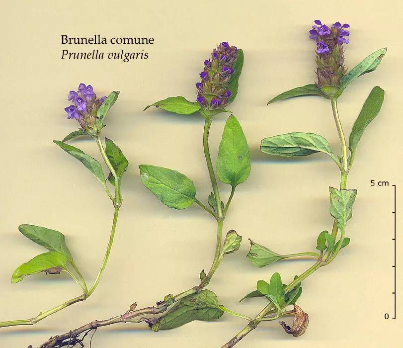 每天一味中草药 夏枯草 凉茶的主要配方 可以吃的草药 张会永副主任医师 爱问医生