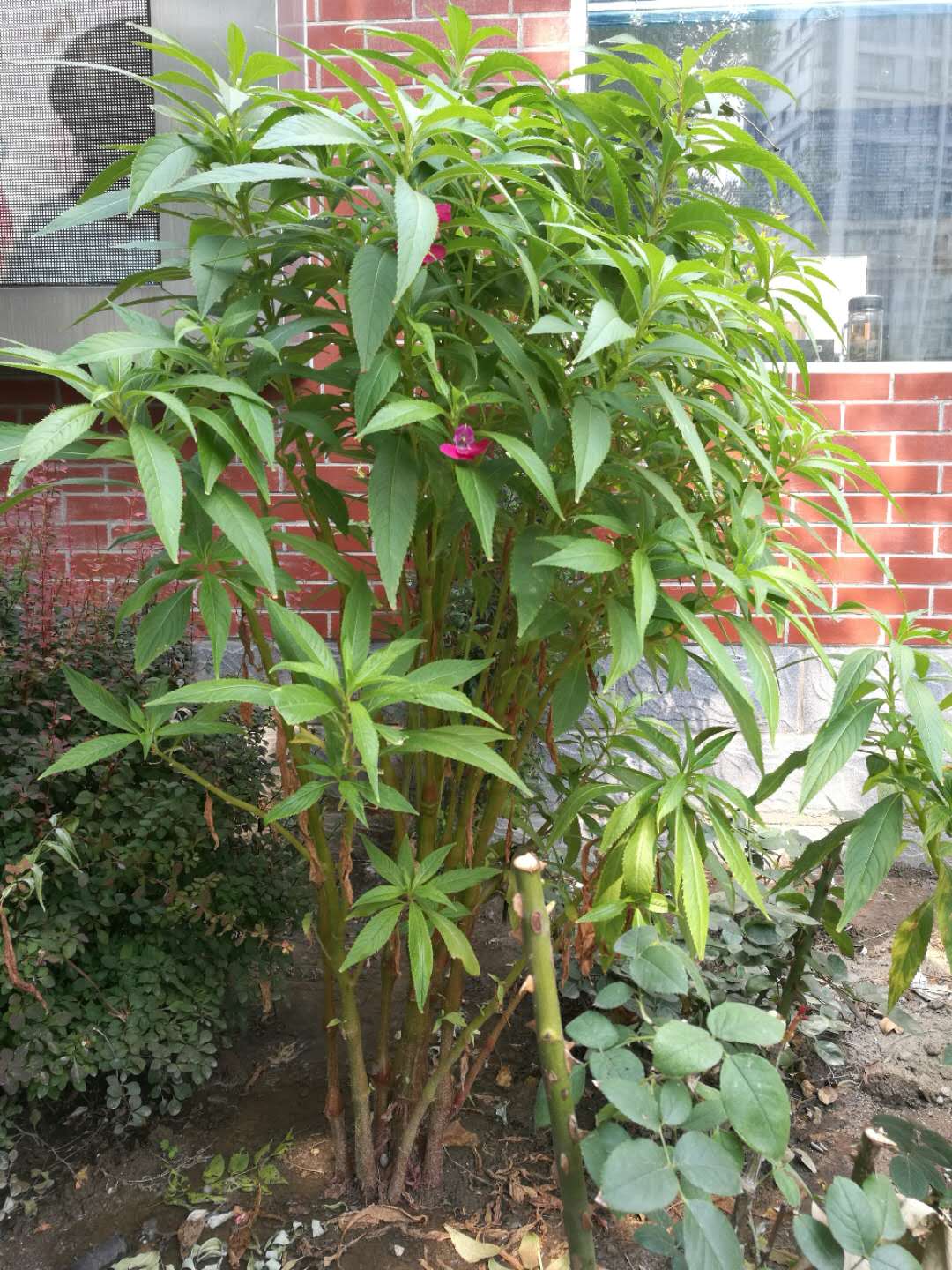 《本草纲目·草六·凤仙》曰:"其花头翅尾足,俱翘翘然如凤状,故以名之