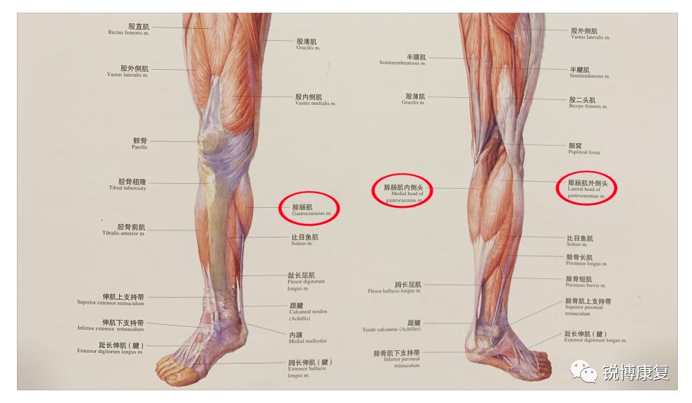 腿解剖图对应名称图片