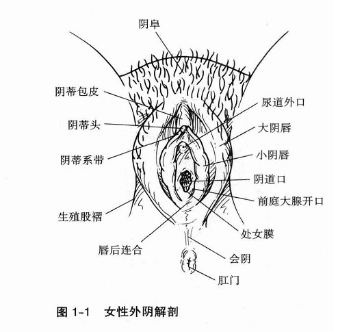 女性的秘密花园