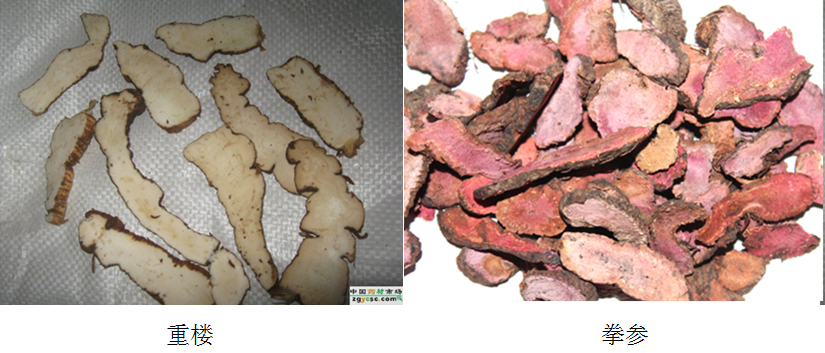 每天一味中草药:重楼,七叶一枝花,又名蚤休,能治蛇毒-张会永副主任