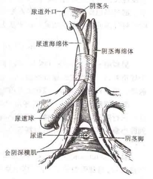 这9大因素会引起阴茎短小