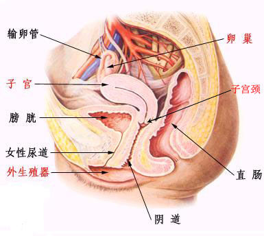 膀胱和子宫的位置图片图片