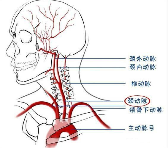 颈动脉的位置图片图片