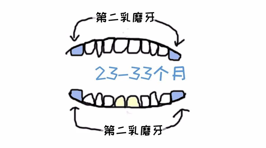 寶寶是按照什麼順序長牙齒的呢?