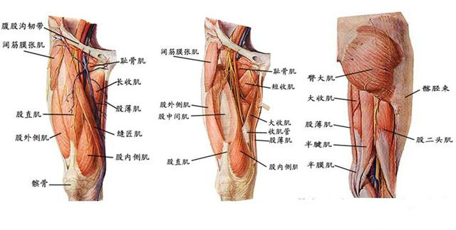 大腿根部疼多是得病了大腿根部疼的四种原因很多人不知道