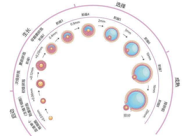 【好孕指南】什么时候监测卵泡更准确?