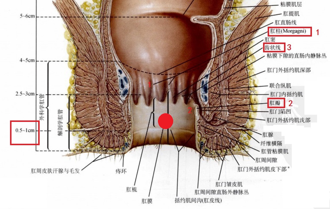 肛门外结构示意图图片