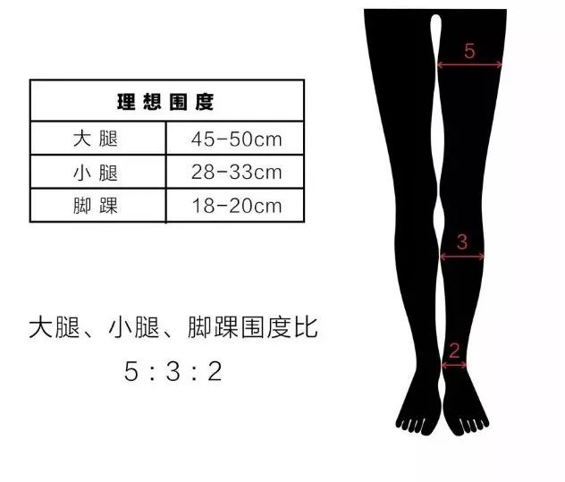 标准小腿围对照表图片