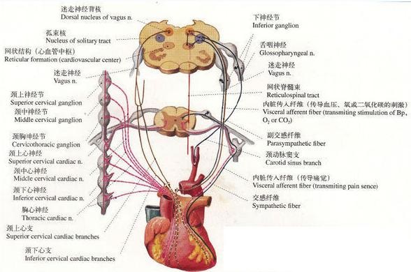 反复心悸,多家医院,说法不一,怎样才能判定心脏神经官能症?