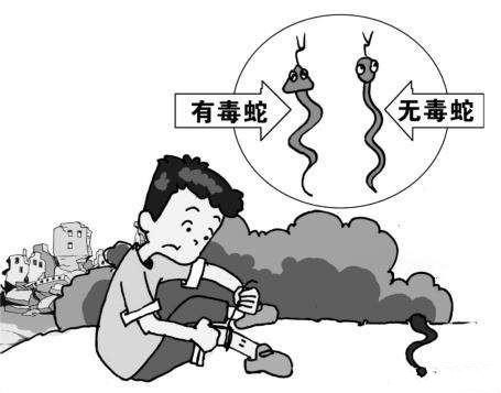 在野外被毒蛇咬傷了應該怎麼辦?