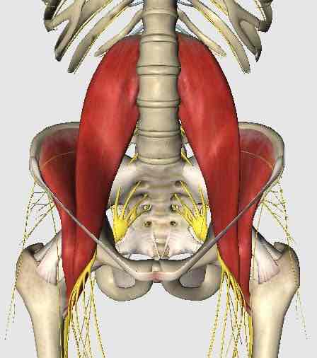 髂腰肌激痛点产生其它部位的影响-徐辉鹏康复技师-爱问医生