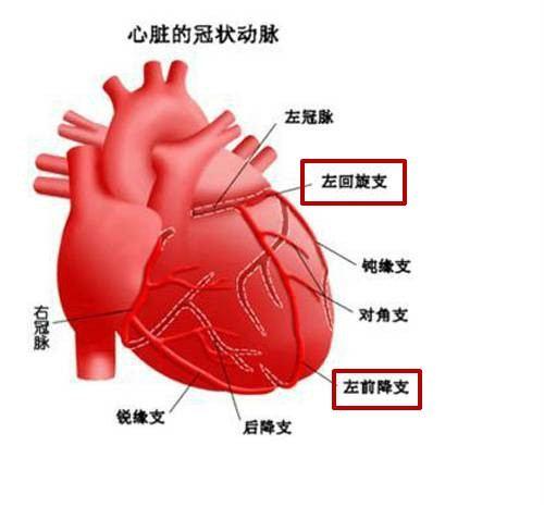 前降支位置图图片