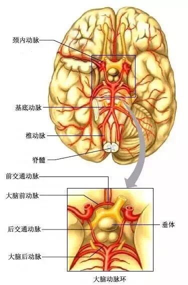 【图文详解】超详脑供血系统分类!重磅来袭!